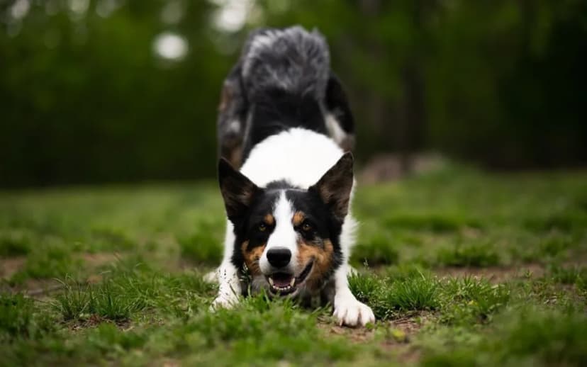 Navigating Life After a Lyme Disease Diagnosis for Your Canine Companion