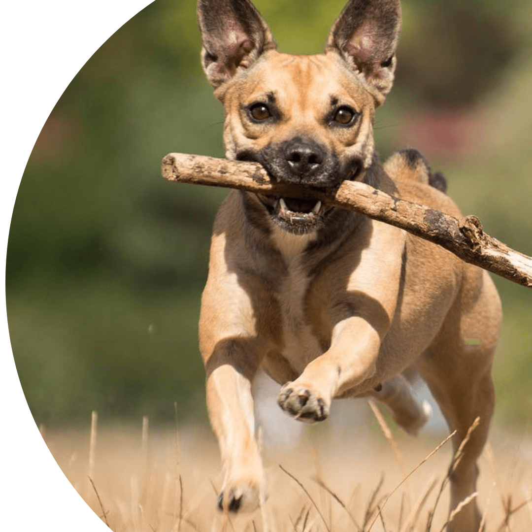 dog with a stick in its mouth