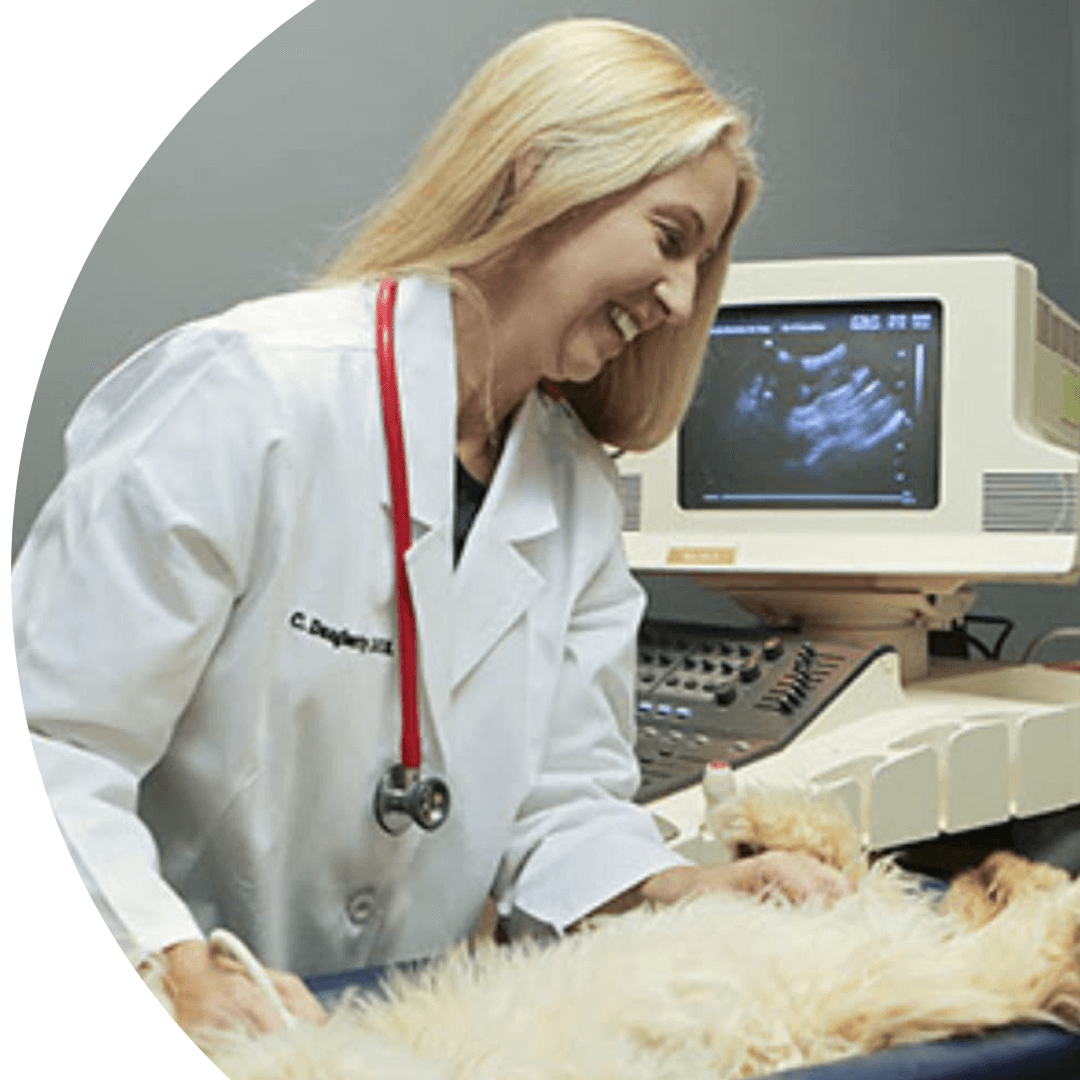 doctor doing ultrasound of a pet