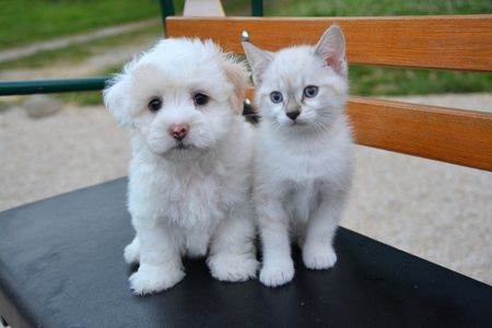 puppy and kitten in service page image