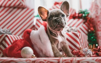 The Most Common Holiday Pet Hazards