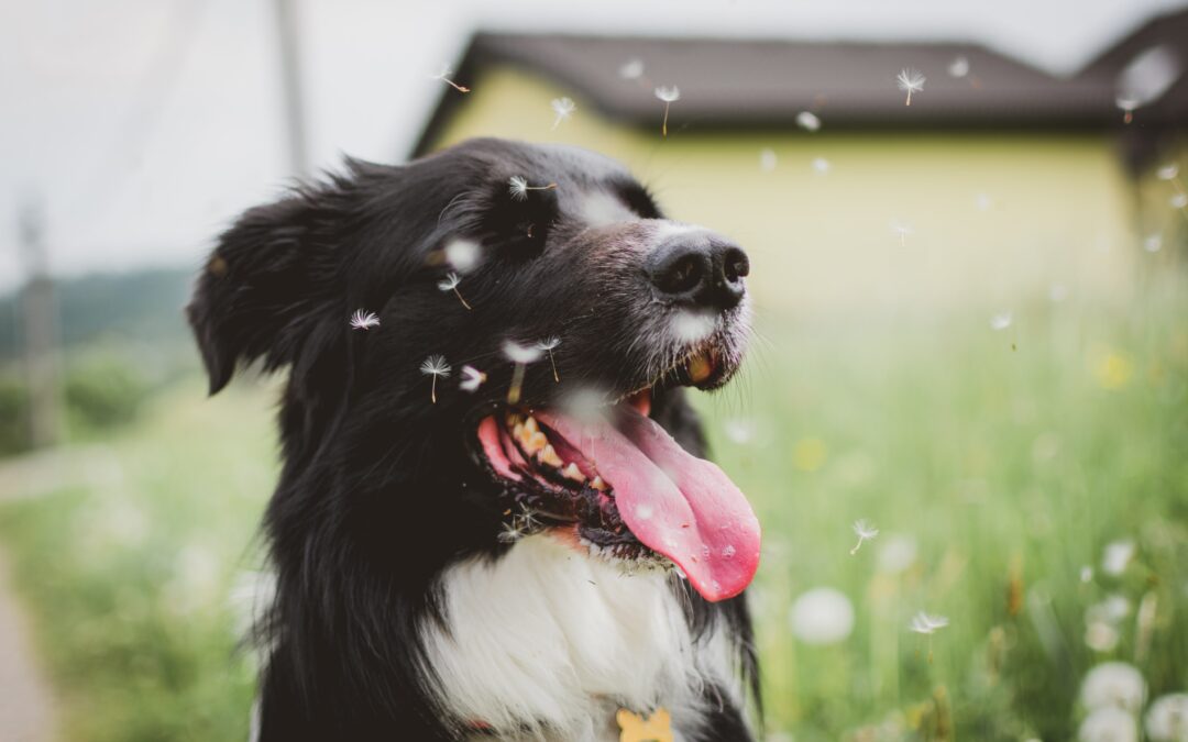 Dandelion seeds floating by a border collie