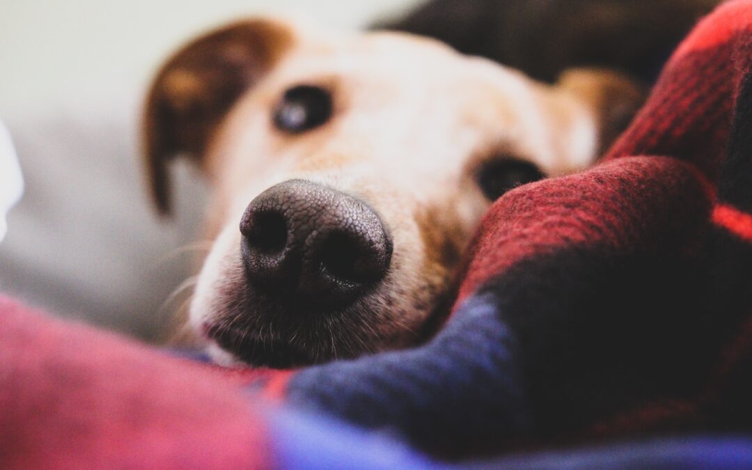 Dog laying down covered in a red and blue blanket