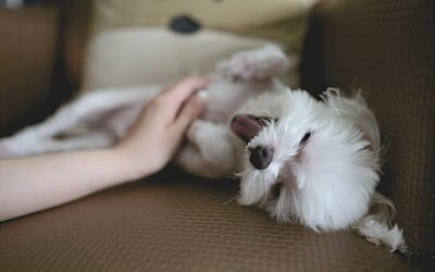 Understanding the Reasons for and Treatments for Your Pet’s itchy Skin