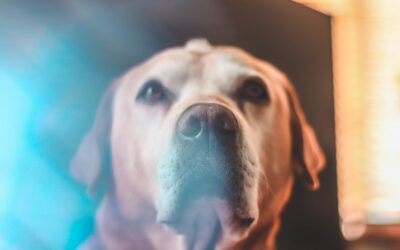Recognizing the Transition to Seniorhood in Your Beloved Pets