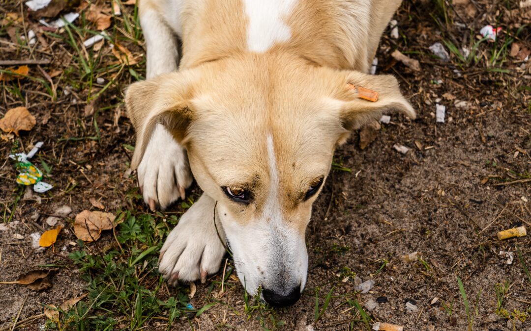 Dog laying in the mud and grass