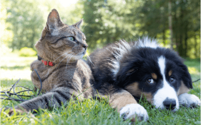 Guiding Your Pets through a Smooth Transition to a New Family Member