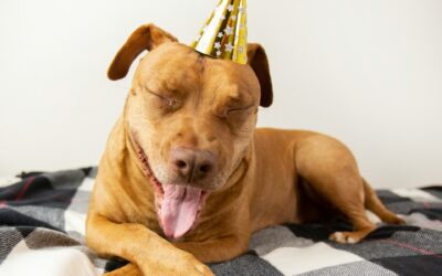 Pawsitively Healthy: New Year Resolutions for Your Furry Friends