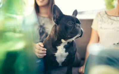 Protect Your Furry Friends: Recognizing the Indicators of Heartworm Infection